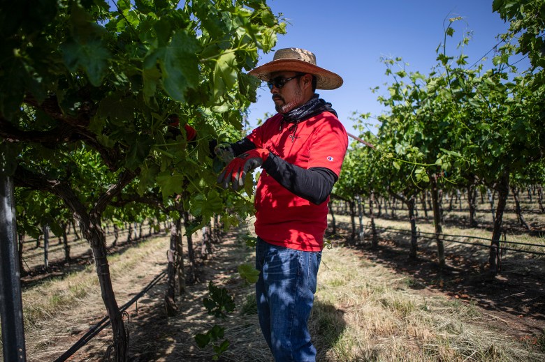 Jorge Martinez picks grapes in a vineyard outside of Reedley on May 2, 2024. CalVans is a nonprofit trying to provide safe vans for farm workers to be transported to work. Photo by Larry Valenzuela, CalMatters/CatchLight Local