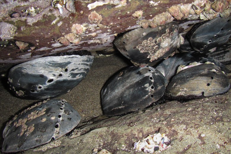 Black abalone. Photo by Nathaniel Fletcher, California Conservation Genomics Project