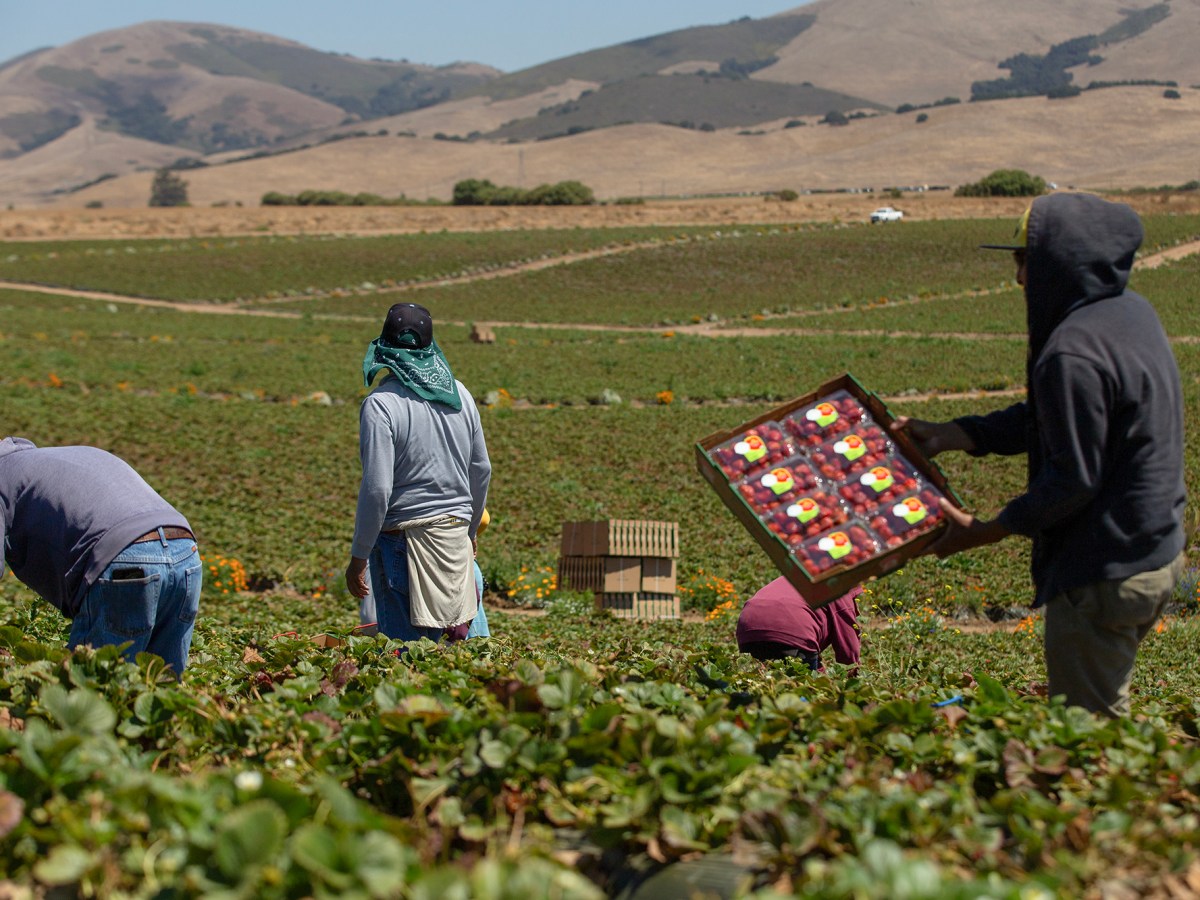 Is California’s workplace safety agency protecting farmworkers? Legislators want to know