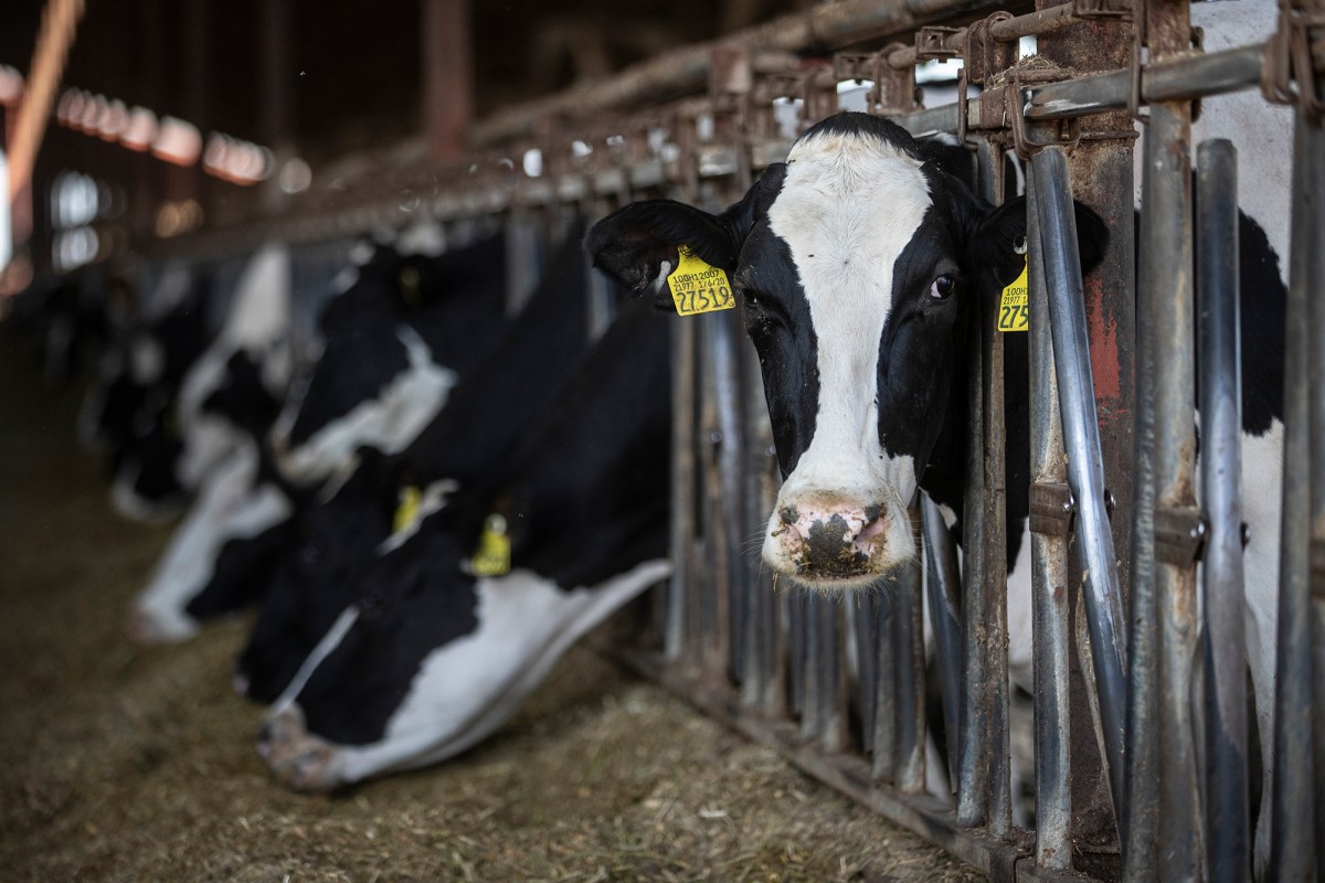 Holstein cows eating in their pens at the Airoso Dairy near Pixley on Sept. 29, 2023. Several farms house digesters systems that feeds methane gas to the CalGren facility to produce renewable natural gas. Photo by Larry Valenzuela, CalMatters/CatchLight Local