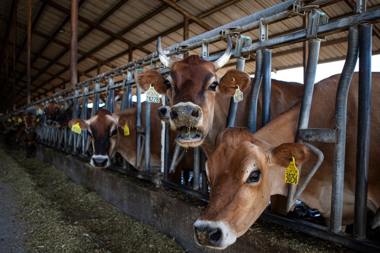 Cows eating in their pins at the Legacy Ranches near Pixley on Sept. 29, 2023. Several farms house digesters systems that feeds methane gas to the CalGren facility to produce renewable natural gas. Photo by Larry Valenzuela, CalMatters/CatchLight Local