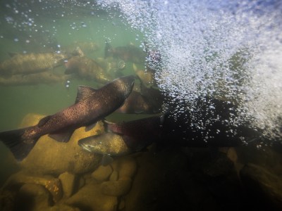 Various Chinook salmon swim in water, with rocks underneath them, as bubble from waves form overhead. The image has a sense of action and frenzy.