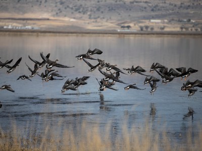 A flock of geese taking flight in a pond.