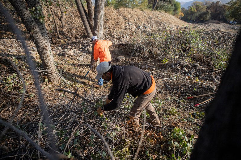 Two people in a working sweatshirt and protective work attire are working on piling tree branches in their work area. The first person is bent over, using his hands to collect the branches, while the other person uses a rake.