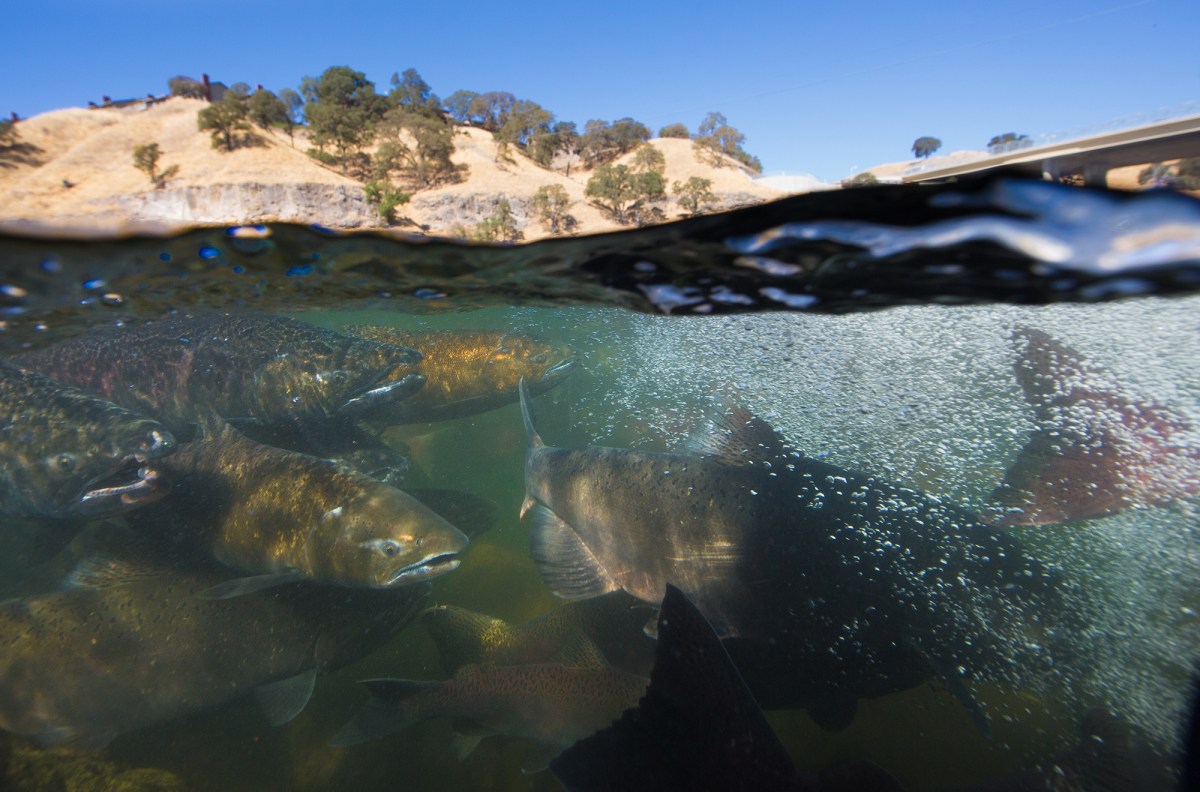 Various Chinook salmon swim in water, with rocks underneath them, as bubble from waves form overhead. The image has a sense of action and frenzy.