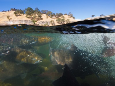 Various Chinook salmon swim in water, with rocks underneath them, as bubble from waves form overhead. The image has a sense of action and frenzy.