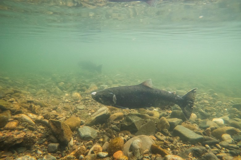 A shallow stream flowing through with a fish visible above the river bottom over rocks and gravel. The fish is swimming just under the river's surface with another fish in the distant background.